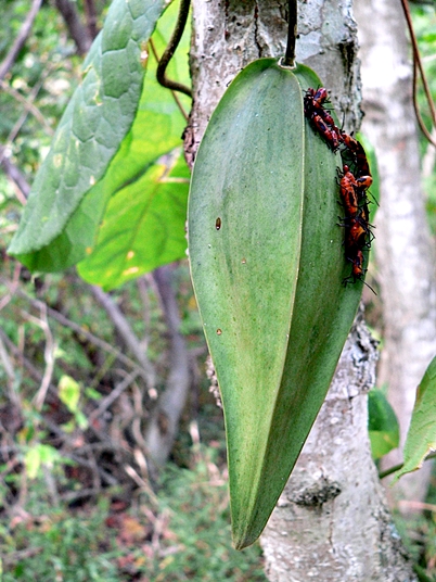 {Gonolobus suberosus}